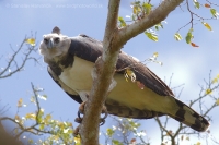 Harpya opičiarka - Harpia harpyja - Harpy Eagle