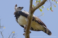 Harpya opičiarka - Harpia harpyja - Harpy Eagle