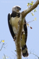 Harpya opičiarka - Harpia harpyja - Harpy Eagle