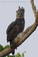 Harpya opičiarka - Harpia harpyja - Harpy Eagle