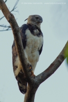 Harpya opičiarka - Harpia harpyja - Harpy Eagle