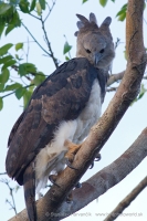 Harpya opičiarka - Harpia harpyja - Harpy Eagle