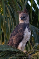 Harpya opičiarka - Harpia harpyja - Harpy Eagle