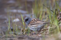 Strnádka olivová - Emberiza spodocephala - Black-faced Bunting