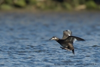 Turpan tmavý - Melanitta fusca - Velvet Scoter