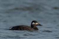 Turpan tmavý - Melanitta fusca - Velvet Scoter