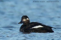 Turpan tmavý - Melanitta fusca - Velvet Scoter