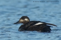 Turpan tmavý - Melanitta fusca - Velvet Scoter
