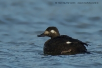 Turpan tmavý - Melanitta fusca - Velvet Scoter