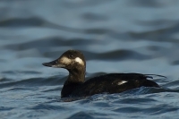 Turpan tmavý - Melanitta fusca - Velvet Scoter