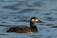 Turpan tmavý - Melanitta fusca - Velvet Scoter
