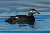 Turpan tmavý - Melanitta fusca - Velvet Scoter