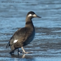 Turpan tmavý - Melanitta fusca - Velvet Scoter