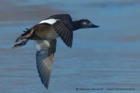 Turpan tmavý - Melanitta fusca - Velvet Scoter