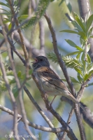 Strnádka olivová - Emberiza spodocephala - Black-faced Bunting