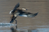 Turpan tmavý - Melanitta fusca - Velvet Scoter