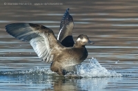 Turpan tmavý - Melanitta fusca - Velvet Scoter