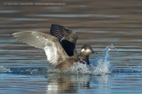 Turpan tmavý - Melanitta fusca - Velvet Scoter