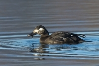 Turpan tmavý - Melanitta fusca - Velvet Scoter