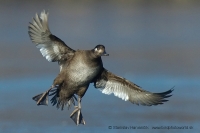 Turpan tmavý - Melanitta fusca - Velvet Scoter