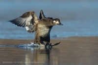 Turpan tmavý - Melanitta fusca - Velvet Scoter