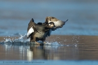 Turpan tmavý - Melanitta fusca - Velvet Scoter