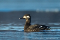 Turpan tmavý - Melanitta fusca - Velvet Scoter