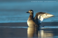 Turpan tmavý - Melanitta fusca - Velvet Scoter