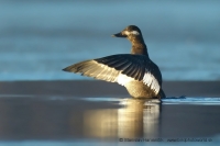 Turpan tmavý - Melanitta fusca - Velvet Scoter