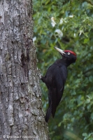 Tesár čierny - Dryocopus martius - Black Woodpecker