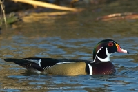 Kačica obojková - Aix sponsa - Wood Duck