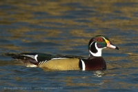 Kačica obojková - Aix sponsa - Wood Duck