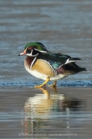 Kačica obojková - Aix sponsa - Wood Duck