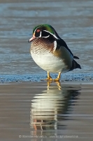 Kačica obojková - Aix sponsa - Wood Duck