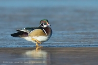 Kačica obojková - Aix sponsa - Wood Duck