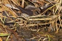 Močiarnička tichá - Lymnocryptes minimus - Jack Snipe