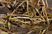 Močiarnička tichá - Lymnocryptes minimus - Jack Snipe