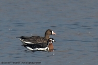 Bernikla červenokrká - Branta ruficollis - Red-breasted Goose