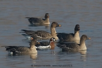Bernikla červenokrká - Branta ruficollis - Red-breasted Goose