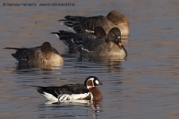 Bernikla červenokrká - Branta ruficollis - Red-breasted Goose