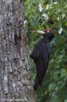 Tesár čierny - Dryocopus martius - Black Woodpecker