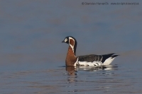 Bernikla červenokrká - Branta ruficollis - Red-breasted Goose