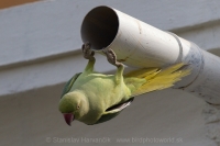 Alexander malý - Psittacula krameri - Rose-ringed Parakeet