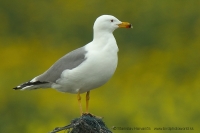 Čajka arménska - Larus armenicus - Armenian Gull