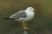 Čajka arménska - Larus armenicus - Armenian Gull