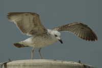 Čajka arménska - Larus armenicus - Armenian Gull