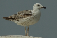 Čajka arménska - Larus armenicus - Armenian Gull