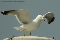 Čajka arménska - Larus armenicus - Armenian Gull