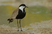 Cíbik tŕňokrídly - Vanellus spinosus - Spur-winged Lapwing