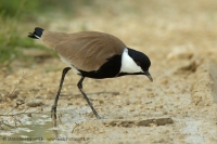 Cíbik tŕňokrídly - Vanellus spinosus - Spur-winged Lapwing